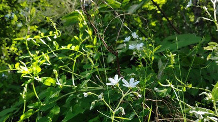 green grass background