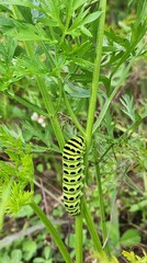 caterpillar on a leaf