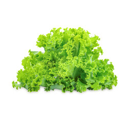 Fresh lettuce isolated on white background