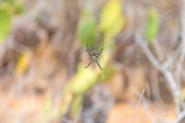 Close up of a spider on a web in Laguna Niguel in Southern California