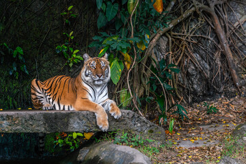 Naklejka na ściany i meble Portrait of Bengal Tiger is crouching on the stone bridge in a zoo of Thailand. Full body Bengal Tiger crushing. Blank space for text.