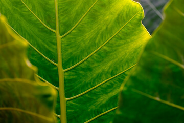 Close up beautiful green leaf, detail lines on the leaf, natural light.