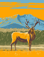 WPA poster art of an elk, Cervus canadensis or wapiti in the Rocky Mountain National Park in northern Colorado, United States USA done in works project administration style. - 485480892