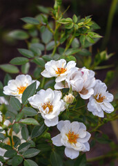 Flowers of white dog-rose (rosehip), summer garden. Floral background. Gardening or design concept