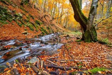 Mountain river with autumn leaves