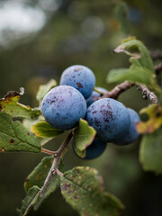 Close-up of blue-blue sloe berries (a type of wild plum) on a tree branch. Sloe Wild plant in the mountains. Vertical