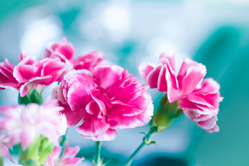 Fototapeta premium 鮮やかなピンク色のカーネーションの花
