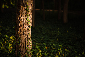 Fototapeta na wymiar Ray of golden light on a tree with running ivy