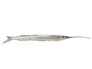 Fresh Ballyhoo halfbeak or Ballyhoo Fish (Hemiramphus brasiliensis) is isolated on...
