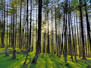 Fototapeta premium trees in the forest
