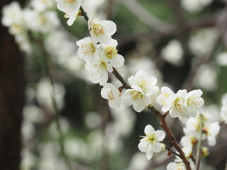 春の白い梅の花