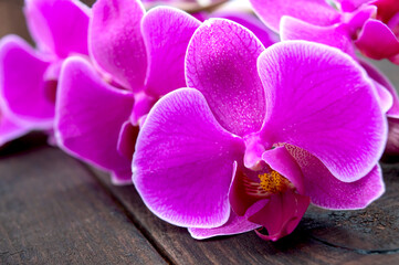 Beautiful pink phalaenopsis orchid flowers on a dark wooden background, close-up, selective focus.