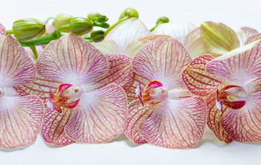 Fresh orchid flowers on a white background close-up. Spring background.
