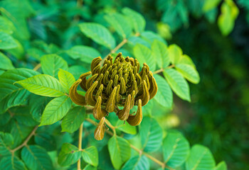 African Tulip Tree details