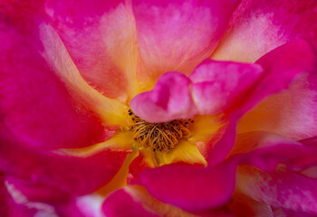 Obraz na płótnie Canvas closeup of china rose stamen