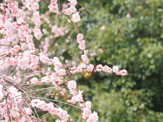 春の花の蜜を吸うメジロ