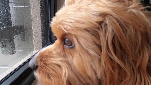 Red Cavapoo dog looks out of a window, observes the outside world, and guards the house on a rainy day. Close up.