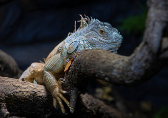 Resting leguan lizard in terrarium