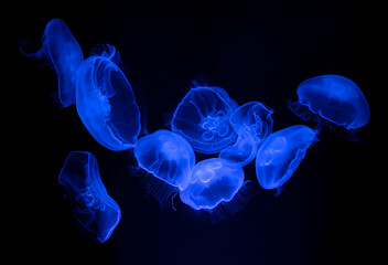 Blue jelly fish float in water