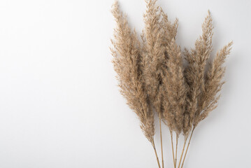 Top view photo of reed flowers on isolated white background with copyspace