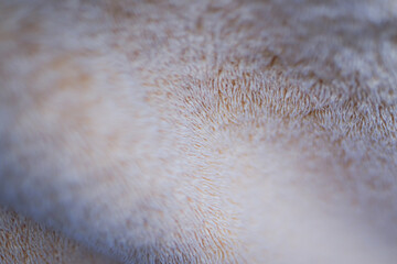 close up fur