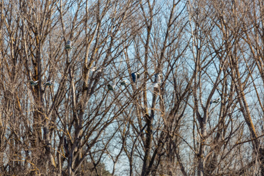 Group of night heron in flight with trees in the background. Nycticorax nycticorax.
