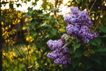 Obraz premium Beautiful lush branch of blooming lilacs in the evening light of blue and purple. Bloom in May and early June. Fragrant flowers on bush. Nature wallpaper. Variety of garden plant. Gardening. Close-up.