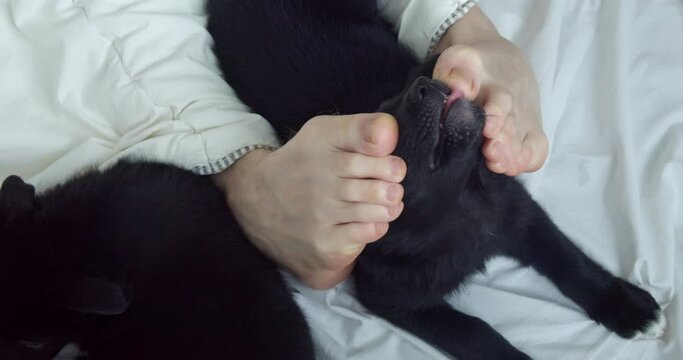 a person massages a dog, a puppy in bed with bare feet. fun and buzz of life with animals