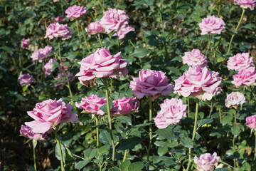 Blooming pink roses in the garden. Bush of beautiful pink roses.