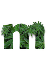 English uppercase small letter of the alphabet m, highlighted on a white background. Stylized as a collage from a photo of a lupin flower leaf. Concept: graphic design, decorated font.
