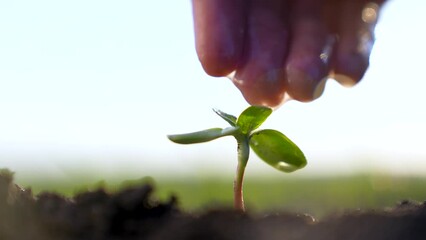 Agriculture. A farmer hand water green sprout. Green seedling in soil. Agriculture concept. Water drops, life of young sprout. Sprouted seed in fertile soil. Farmer hand waters young seedling in soil