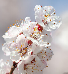 Flowers on the apricot tree.