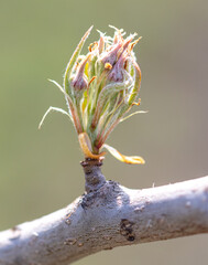 Flowers in buds on a pear tree.