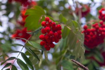 red berries on a bush