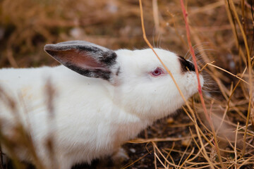 White rabbit sits in dry grass in autumn. Domestic rabbits on the farm. fluffy hare