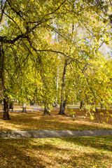 Naklejka premium autumn in the park