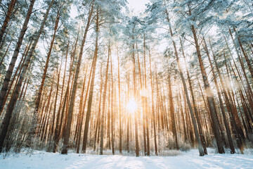 Beautiful Sunset Sunrise Sun Sunshine In Sunny Winter Snowy Coniferous Forest.