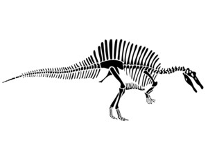 Fototapeta na wymiar Spinosaurus dinosaur skeleton silhouette isolated on white background. vector illustration.