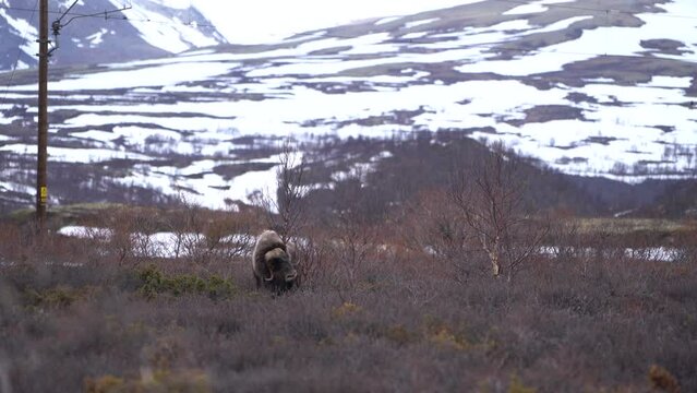 Wild Muskox scratches the fur to a birch in the mountain range of Dovrefjell