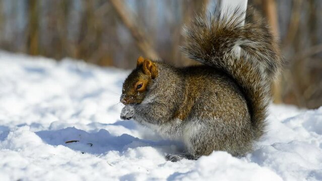 4K Slow motion cinematic footage of a squirrel eating food from the ground, from up close, in the snow of Montreal, Canada.
