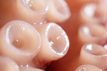 Close up of squid tentacles as background.