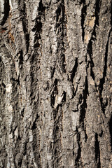 Abstract texture of wooden bark