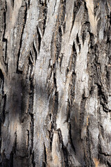 Abstract texture of wooden bark