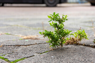 Close-up of a green plant growing through the broken asphalt in the city as emotional symbol for...