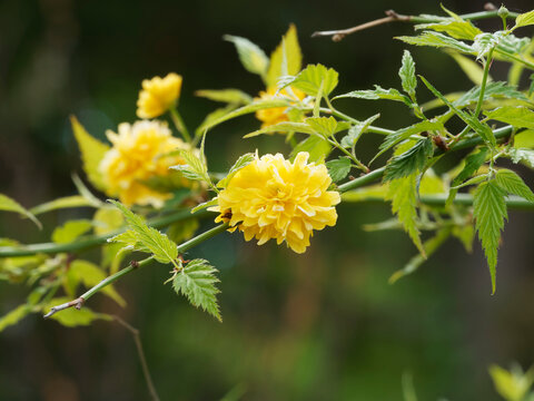 Kerria japonica ou corète du Japon, arbuste d'ornement à grandes fleurs jaunes fripées en forme de pompons sur des rameaux verts et arqués portant des feuilles triangulaires-ovales et dentées