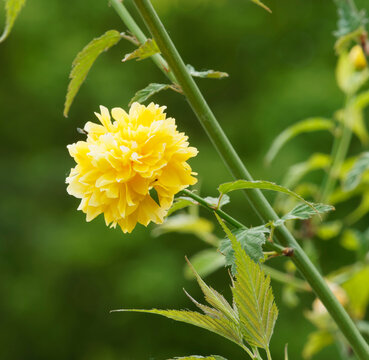 Kerria japonica 'Peniflora' - Grosse fleur jaune en forme de pompon de Corète du Japon 