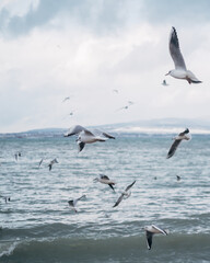 Flock of seagulls flies near the sea shore against the background of the blue sky. In the...