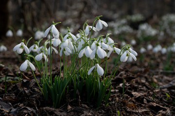 The first snowdrops, early spring, the awakening of nature