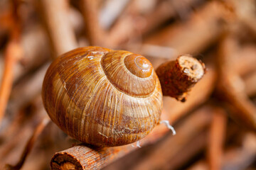 Weinbergschnecke