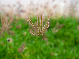  Red  Grass Flower Blooming
